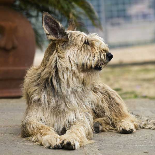 briard picard