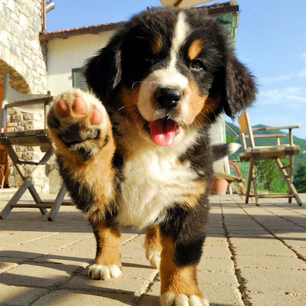 Stunning Bernese mountain dog pups for sale | in Italy