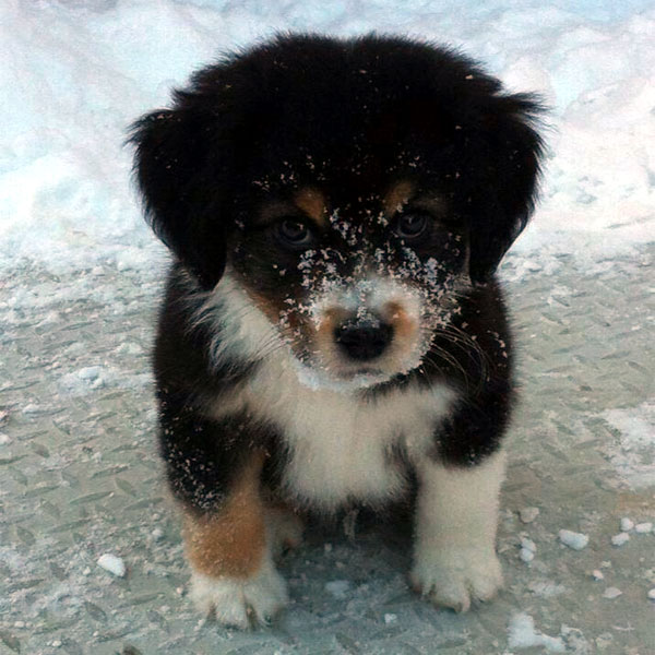 baby bernese