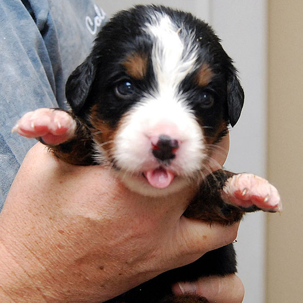 bernese mountain dog puppy white