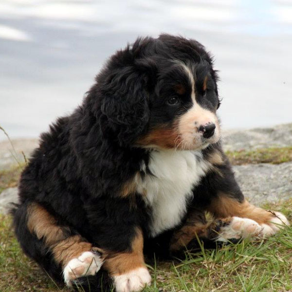 bernese mountain dog long hair dogs