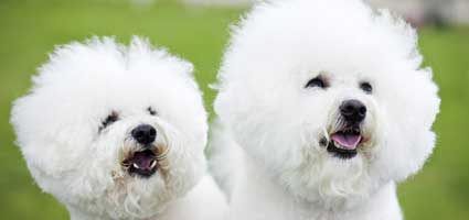 Get To Know The Bichon Frise More Than A Bouncing Cotton Ball