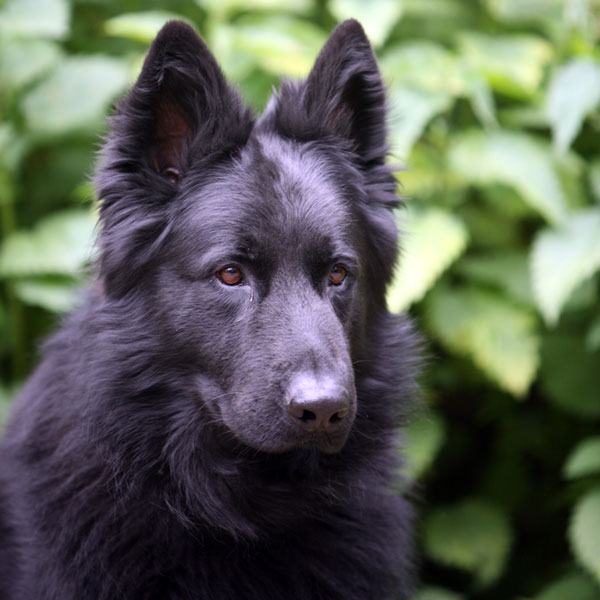 solid black dog breeds