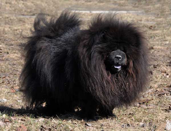 world's biggest chow chow