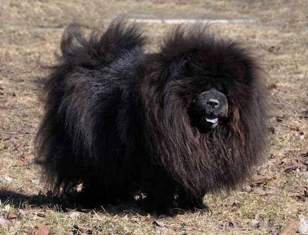 big black chow chow