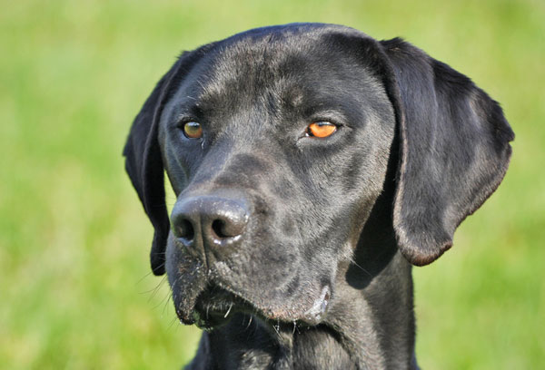 Black Dogs Black Dogs
