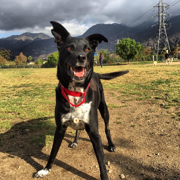 Riggins at the dog park. (Photos by Wendy Newell unless otherwise noted)