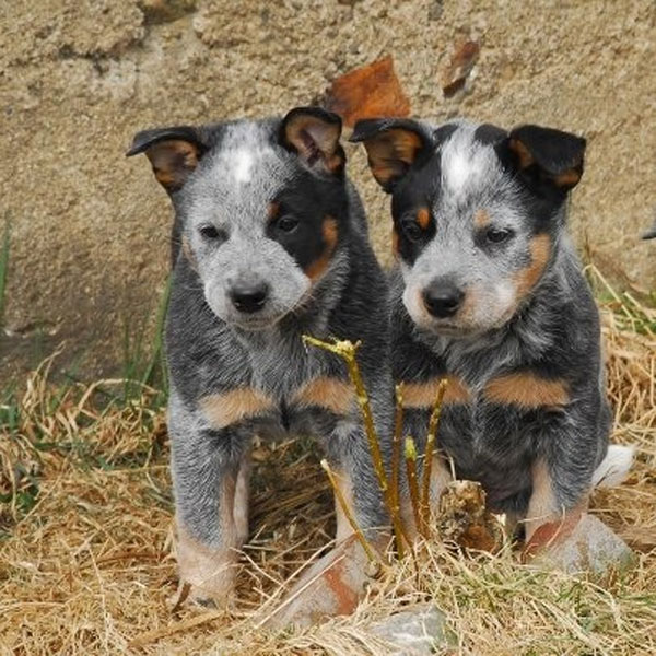 cute blue heeler puppies