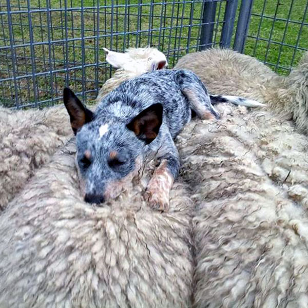 newborn blue heeler