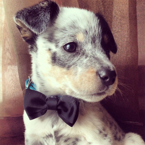 newborn blue heeler