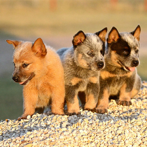 newborn blue heeler