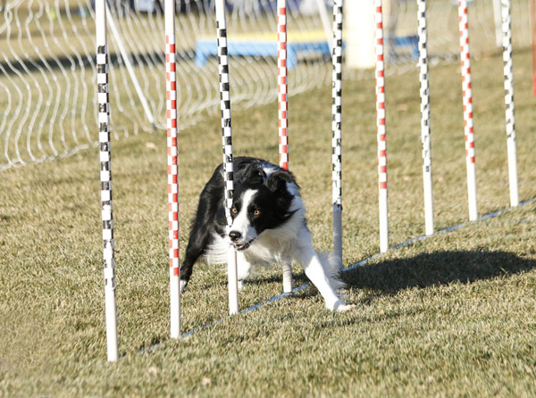 The Border Collie: Mastermind of the Dog World – Dogster