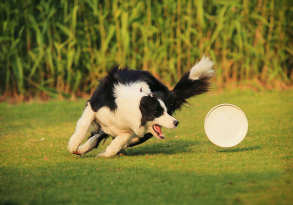 The Border Collie: Mastermind of the Dog World – Dogster