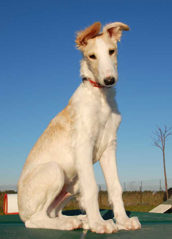 borzoi dogs