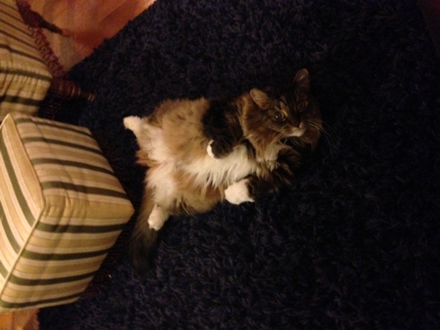 How to Keep the Peace in a DogandCat Household