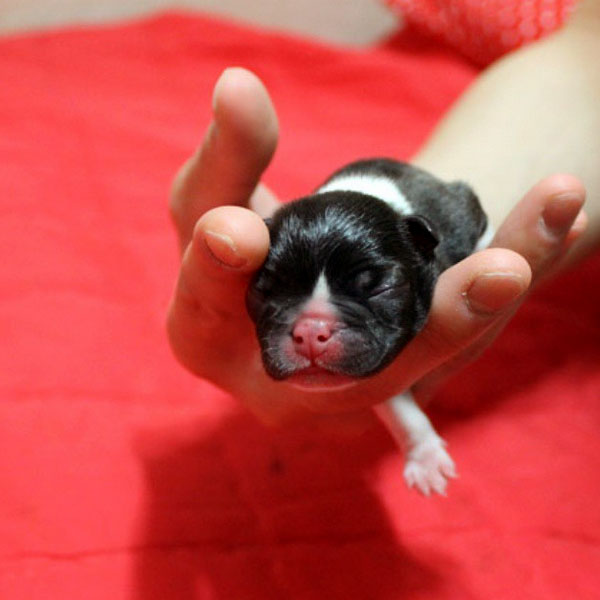 boston terrier puppies playing