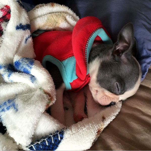 Wait Out A Snowpocalypse With Cute Boston Terrier Puppy Pix Boston Terrier Puppy