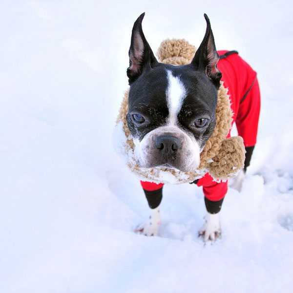 How Boston Terriers Handle The Snow/ Cold What Owners Say Boston