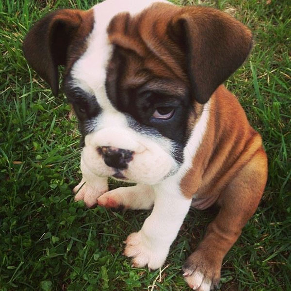 cute boxer puppies