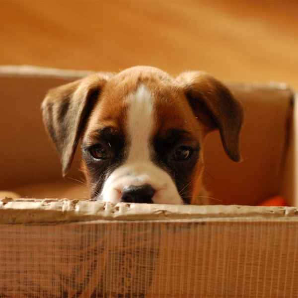 cute boxer puppies