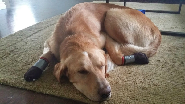 prevent dog from scratching