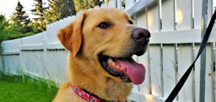 kijiji dogs for rehoming