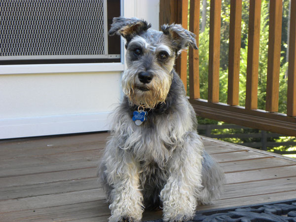 Tags, Microchips, Tattoos: Can You Have Too Much Dog ID?