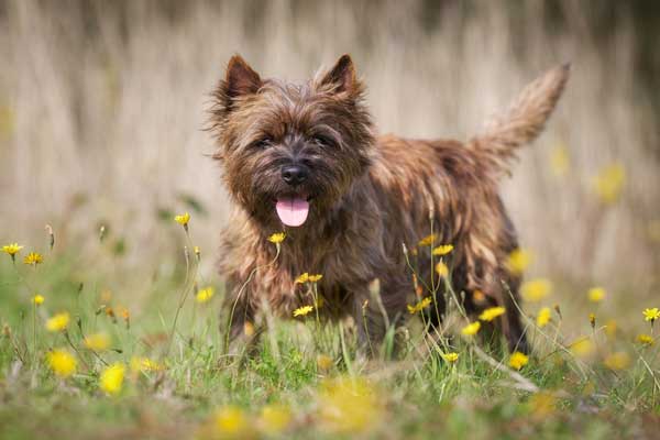 toto wizard of oz dog breed