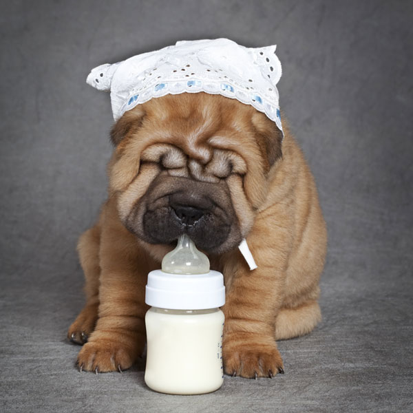 Can Dogs Eat Cheese? How About Other Dairy Products?