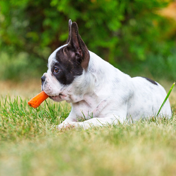 A French bulldog puppy eating a carrot.