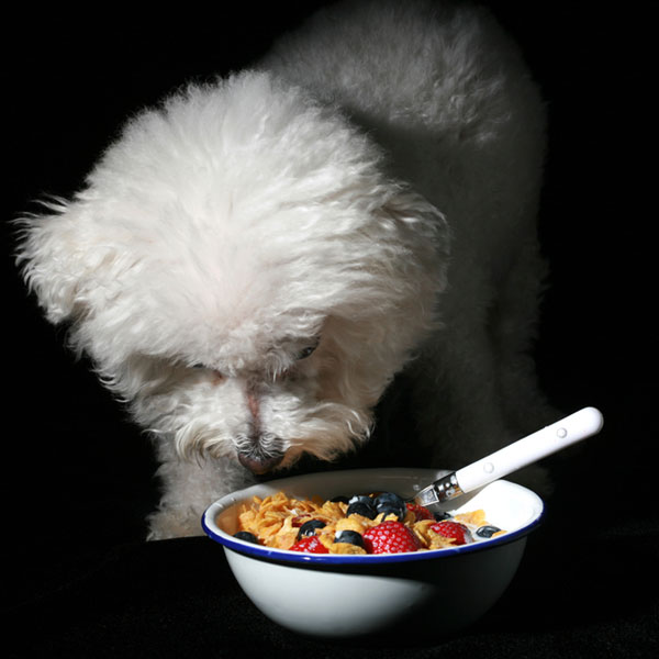 Dog Ate Granola Bar With Chocolate 2024 www nilveleironagual