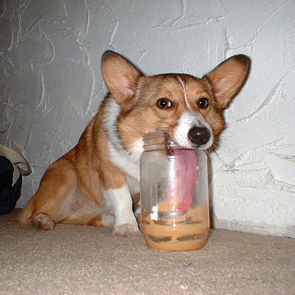 dog can eat peanut butter