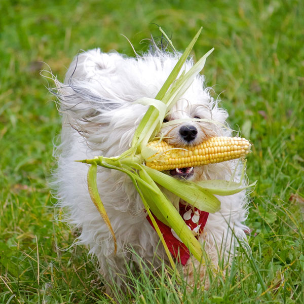 A Havanese dog holding a cob of corn.