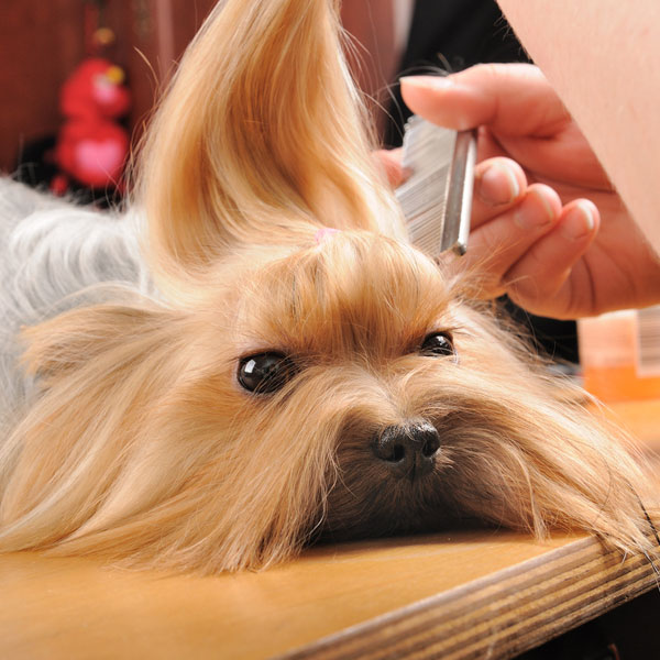 Can Dogs Get Lice?