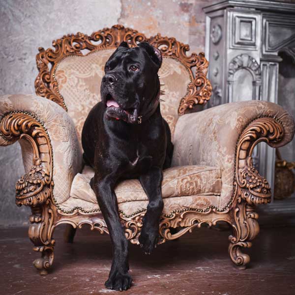 Get To Know The Cane Corso The Canine Italian Stallion