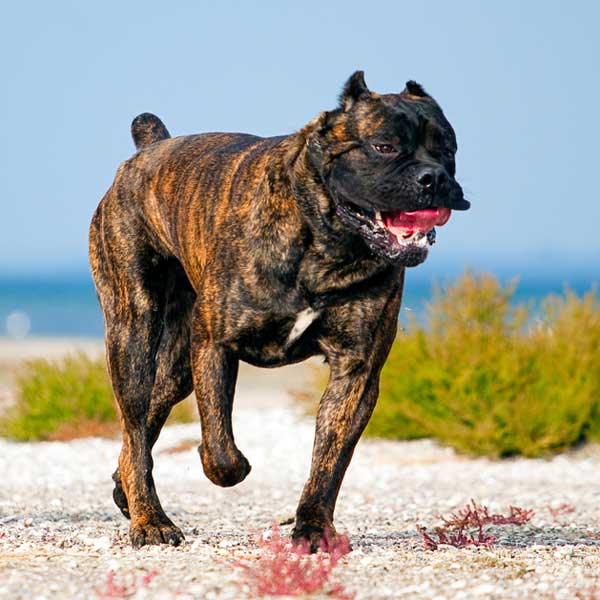 hunting with cane corso