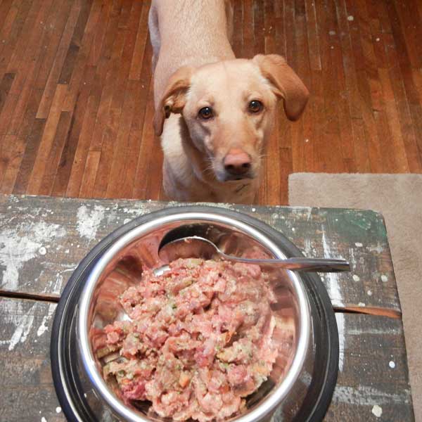 5 Things to Consider Before Switching to Homemade Dog Food