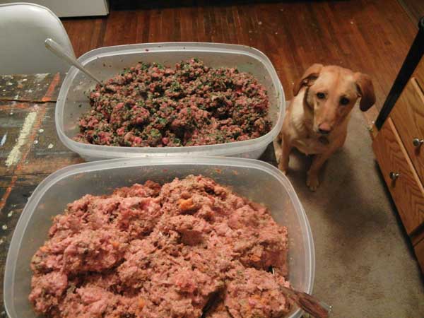 5 Things to Consider Before Switching to Homemade Dog Food