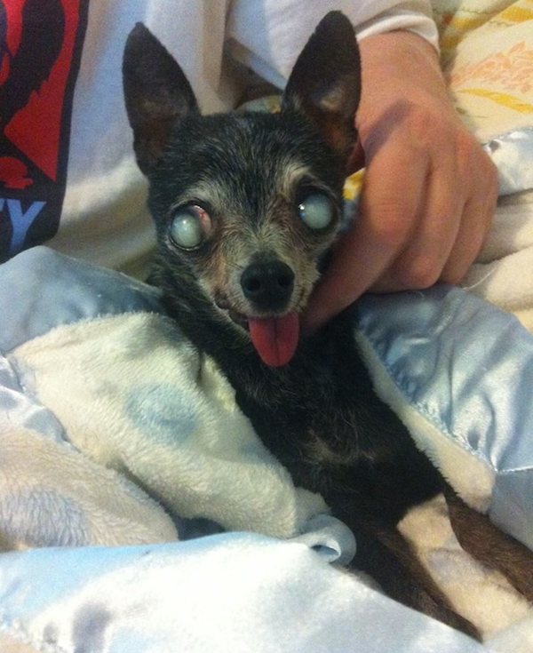 How Old Can Chihuahuas Live Up To Aulad Org