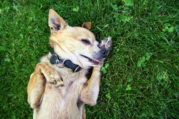 chihuahua eating grass