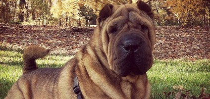 shar pei ár