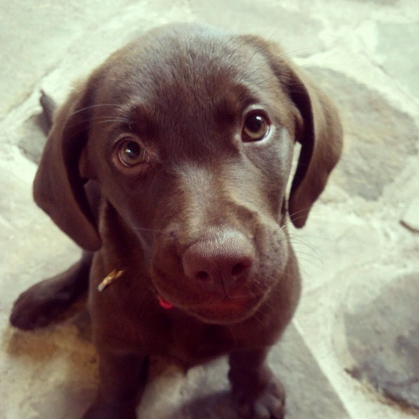 full breed chocolate lab