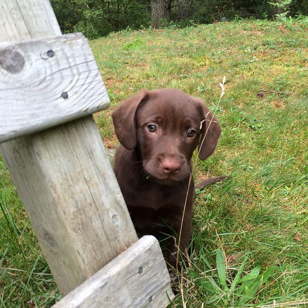 These Pictures of Chocolate Lab Puppies Are a Canine Brownout Dogster