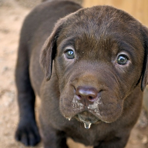 chocolate retriever puppies