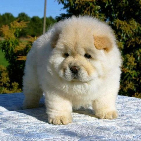 chow chow small puppy