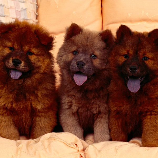 Fluffy Emergency! Chow Chow Puppies Are on the Loose!