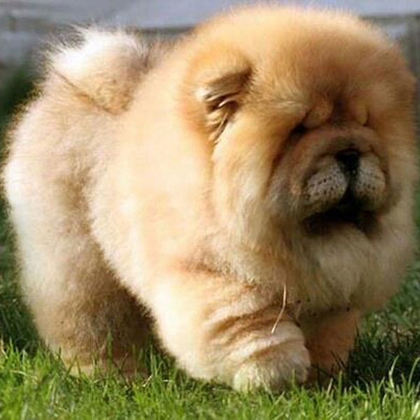 chow chow cute puppy