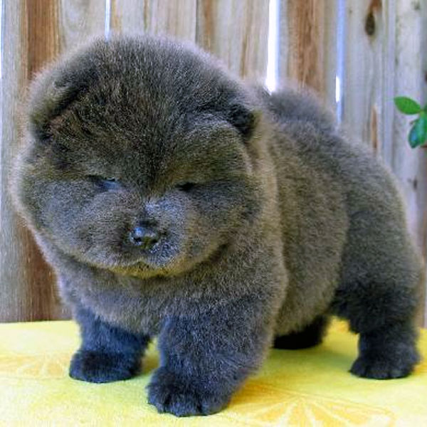 chow chow cute puppy