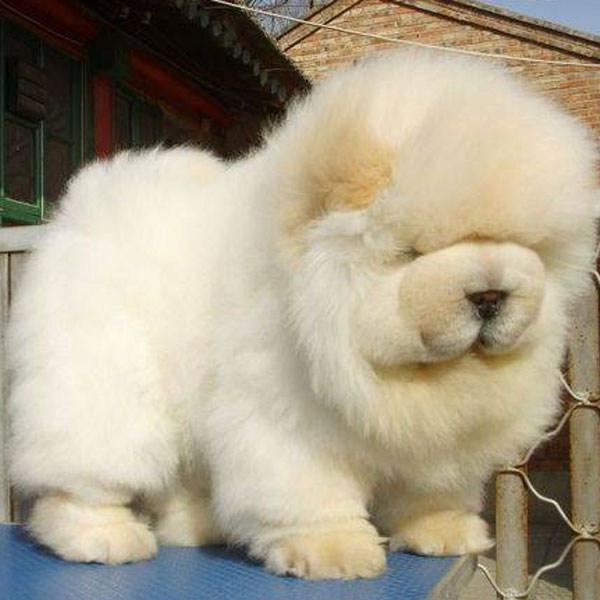 chow chow small puppy