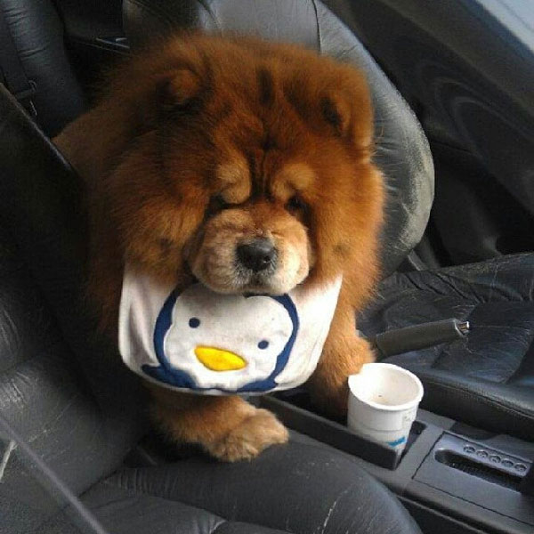 chow chow cute puppy